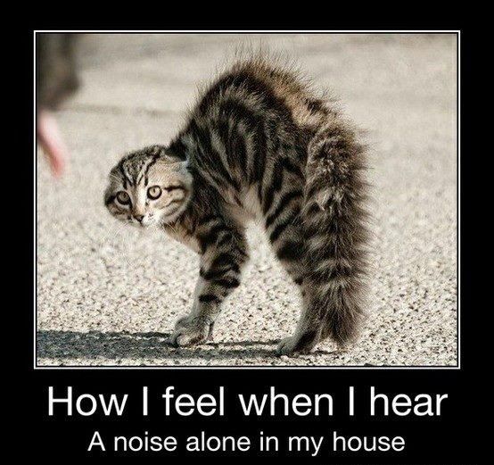 scared_kitty_alone