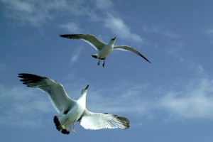seagull-640229_640